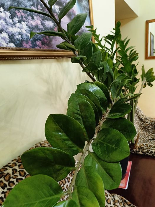 Денежное дерево, замиокулькас