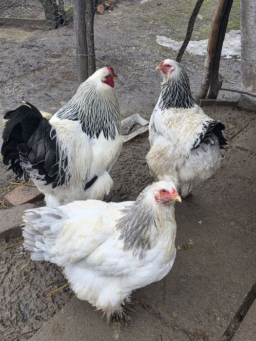 În curând puișori de la păsările din imagini