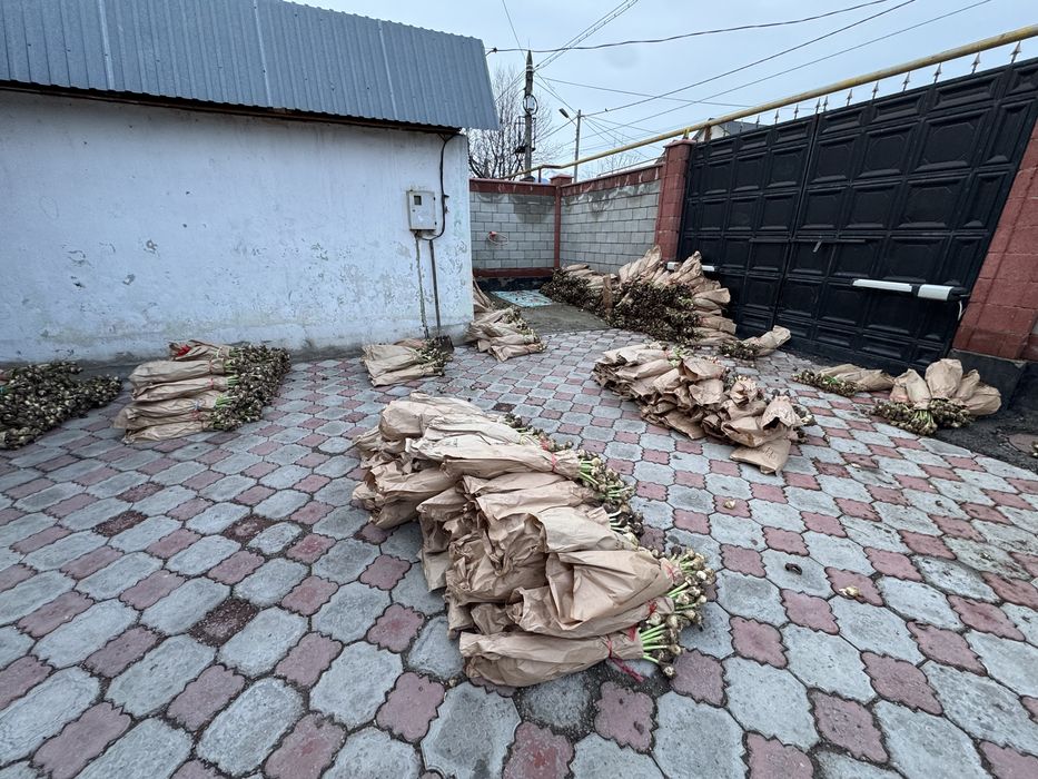 Тюльпаны оптом по лучшей цене