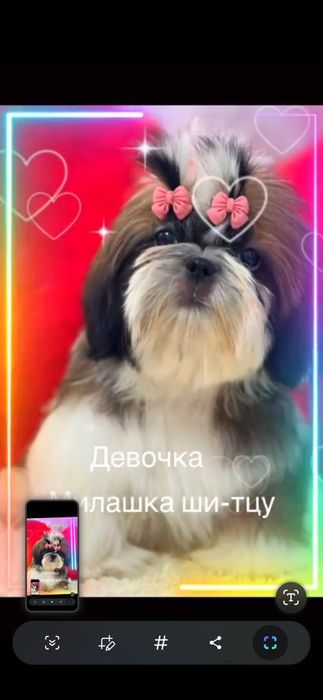 Ши- тцу щенок девочка 3 месяца