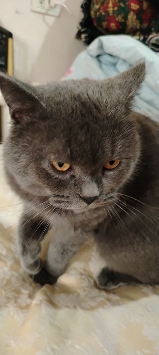 Зотдор мушук сотилади