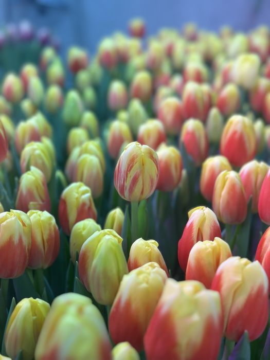 Тюльпаны на 8 марта