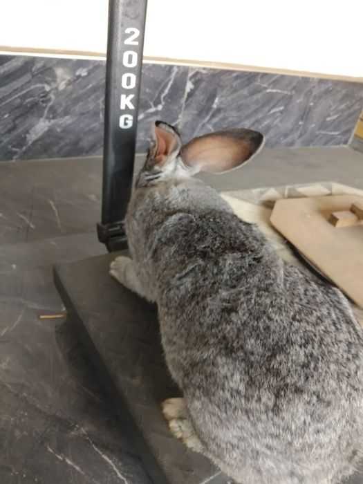 Quyon bolalari sotiladi