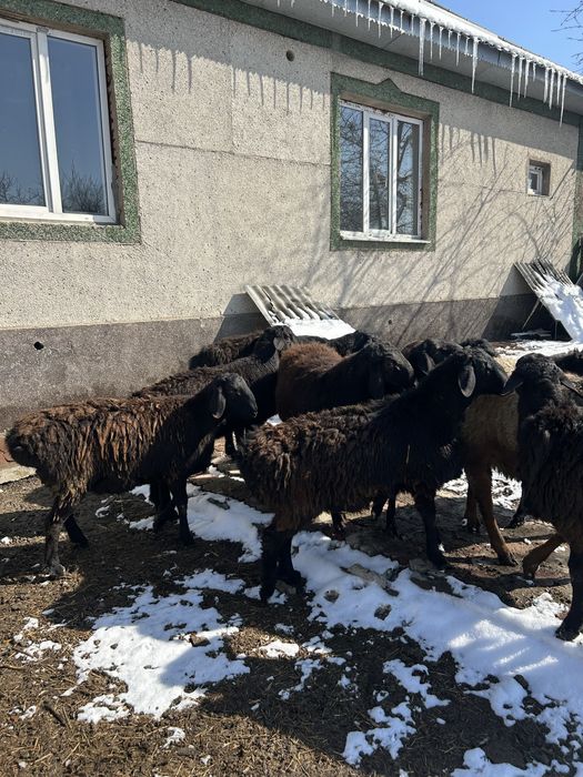 Элитные бараны Арашан на продажу