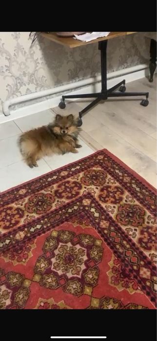 Поиерялся член семьи .