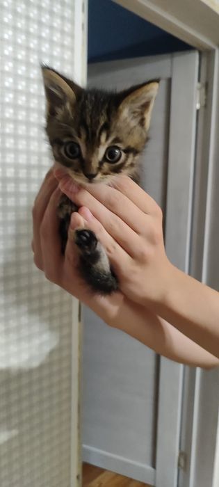 котята бесплатно