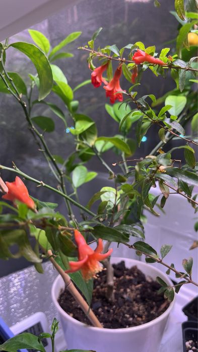 Гранат комнатный мини