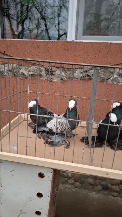 Vând sau schimb  porumbei randunele,  preot și scut de saxonia