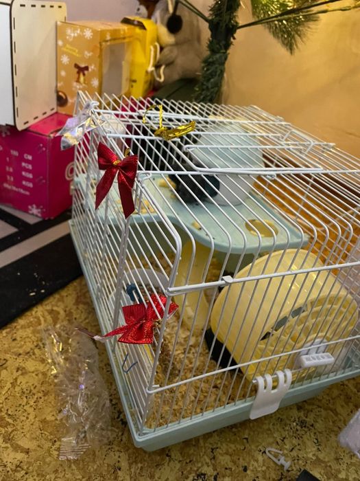 Продам хомяков джунгарских ручных