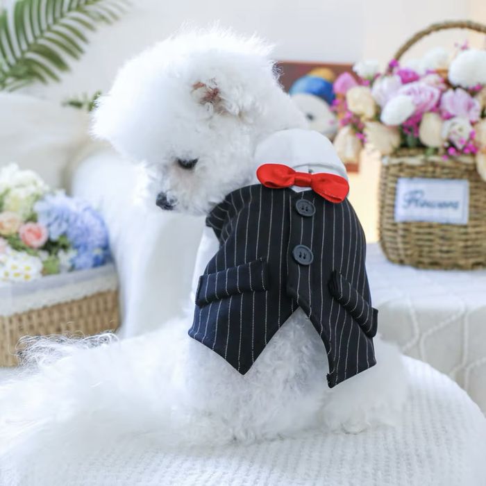 Дрехи, аксесоари и играчки за кучета