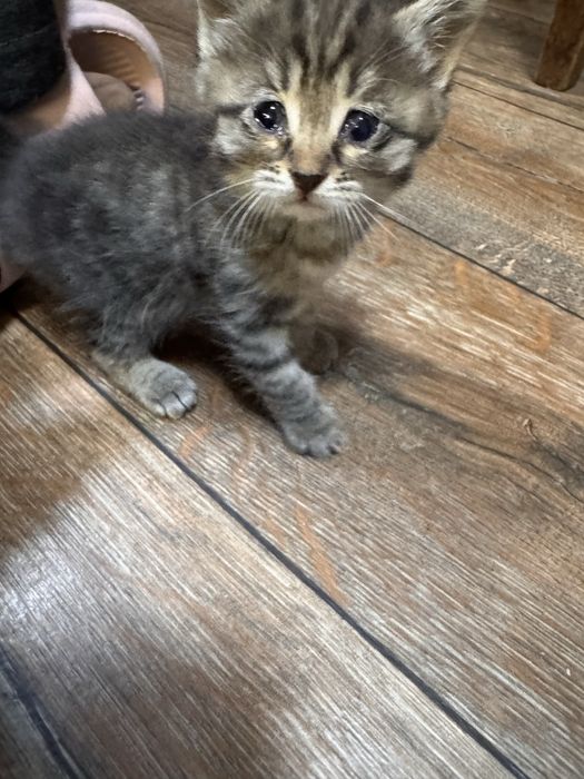 Отдам в добрые руки котят