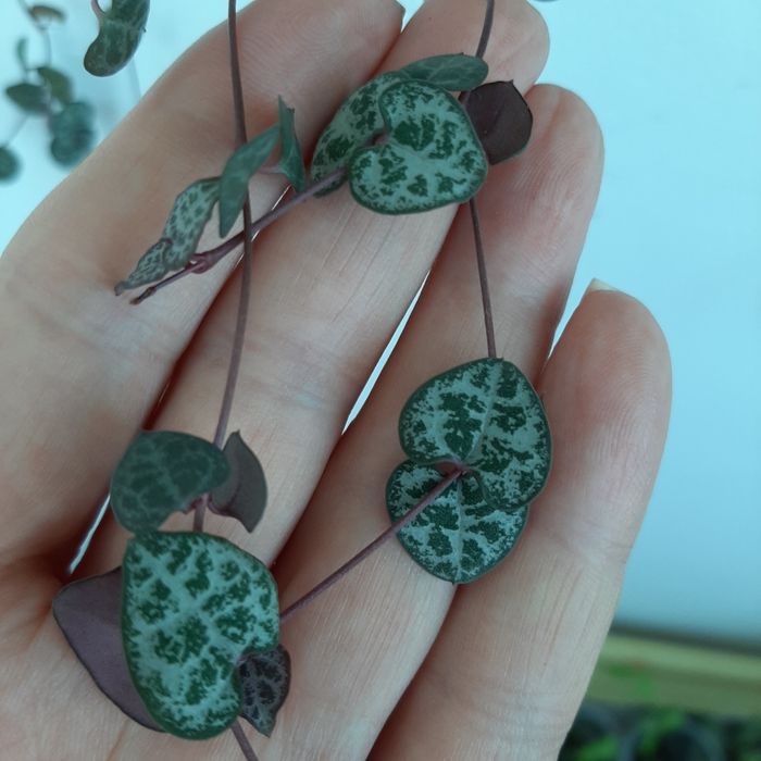 Церопегия Вуду.