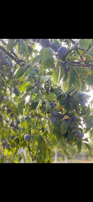 Prune soi anaspet de vanzare