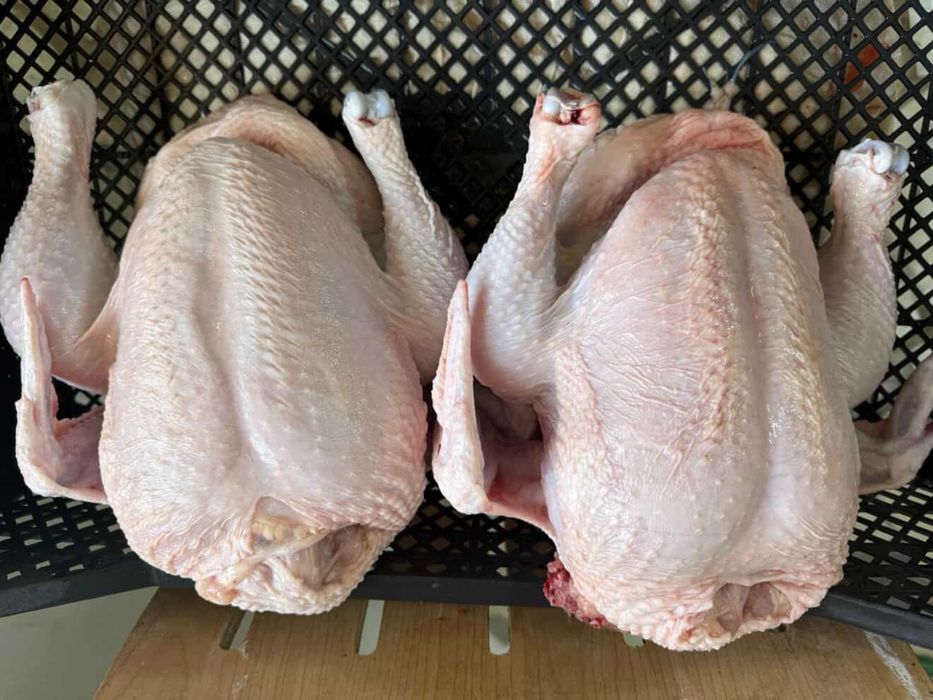 Бройлер домашний