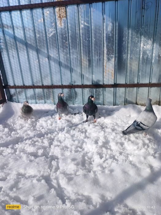 Vând porumbei voiajori stil vechi și voiajori roșii de București..