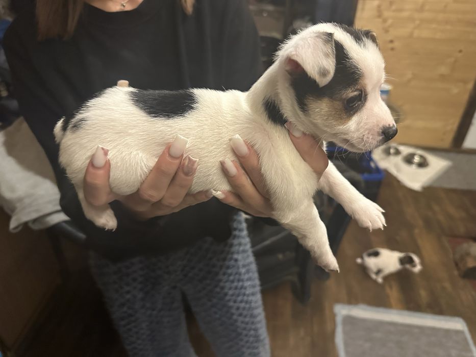 Продавам кученца Джак Ръсел