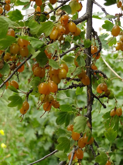 Дачу в горах продам.