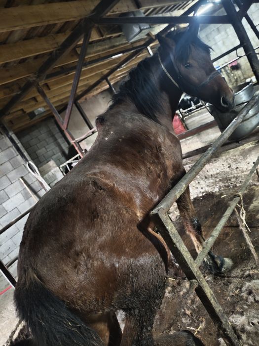 Продается лошадь/ жылқы сатылады