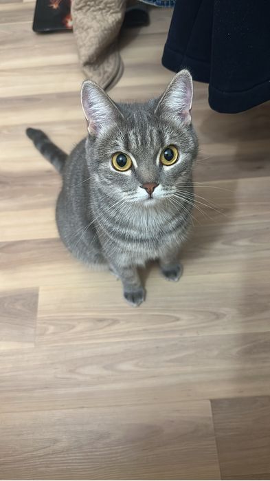 Отдам кошку в добрые руки