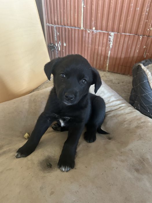 Кученца за осиновяване/подарявам