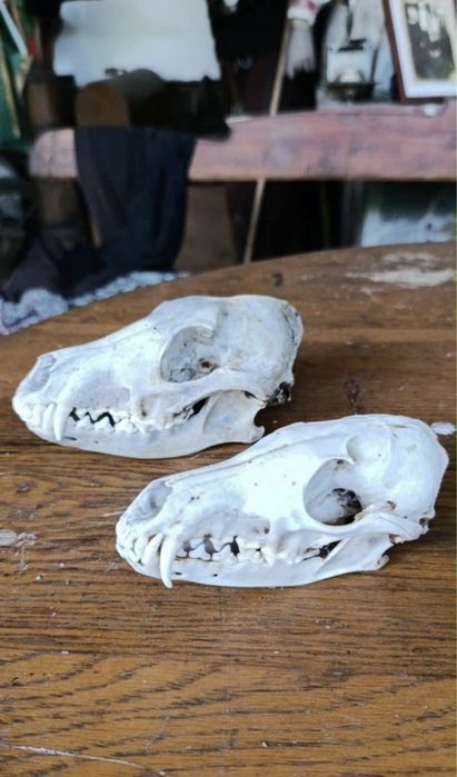 Кукерски маски рога черепи от крави, лисици, язовци,чакали,опашки