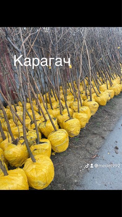 Тополь пираммидальный