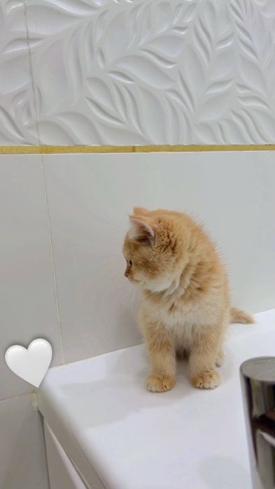 Сотилади шиншила