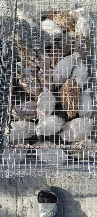 Бөдене саталады..