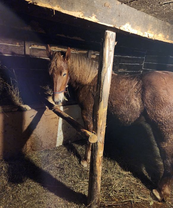 Vand iapa de 1 an si 3 luni