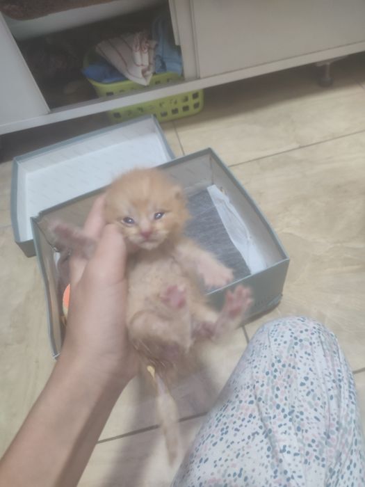 Отдам в добрые руки