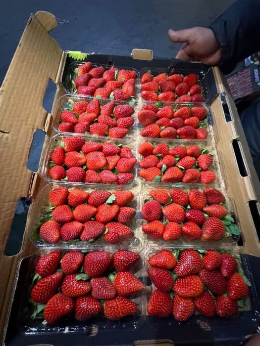 Клубника свежая  оптом и в розницу