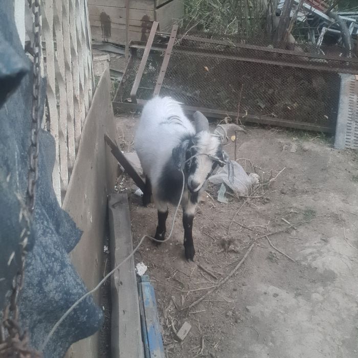 Лак ешкилер бар калада