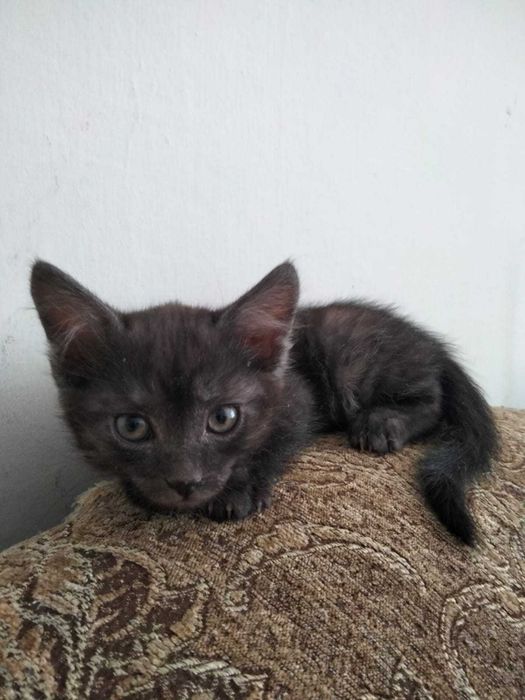 Отдам котят в добрые руки