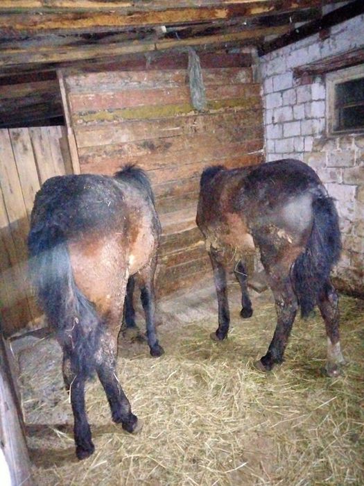 Продам кобылки 6 месяцев.