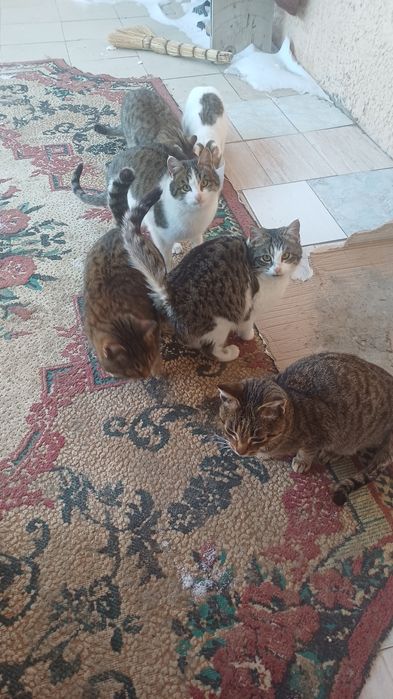 Бездомный кошкиии