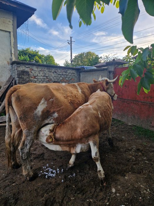 Vaca+ vitea Vaca 7-8 ani vitea 7 luni aproximativ 160 170 carcasa