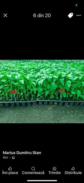 Răsaduri profesionale 2026  solarii/gradină. Ouă pt incubat și păsări