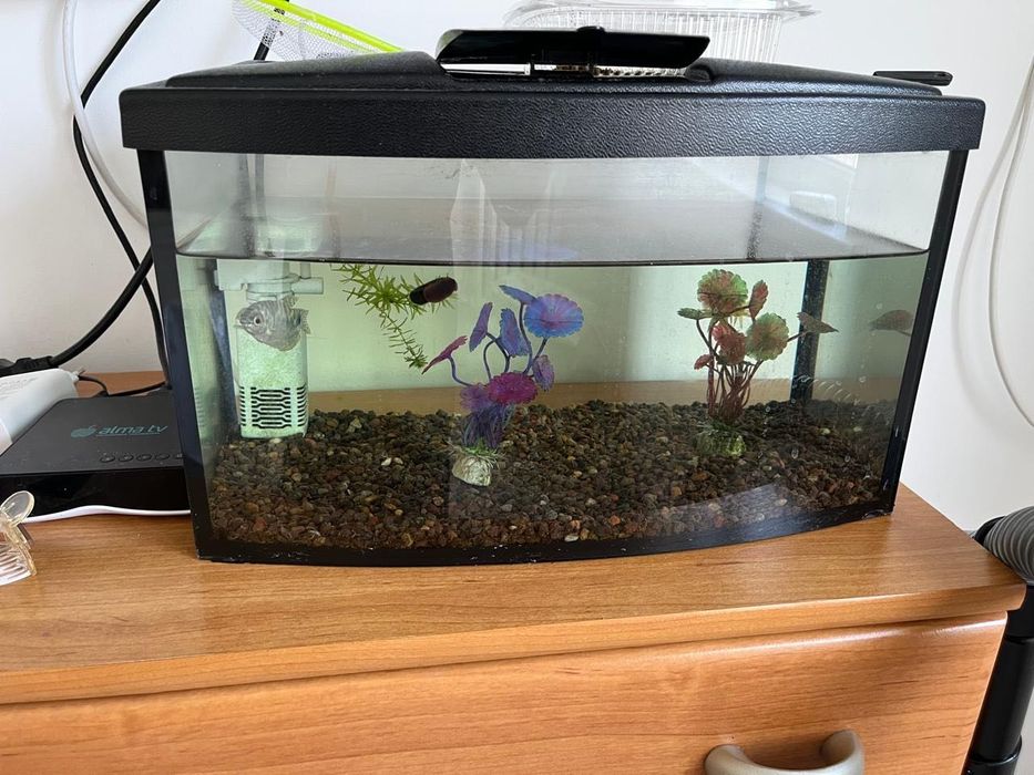 аквариум с рыбкой 1 шт