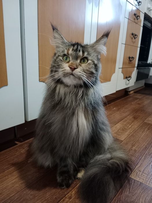 Девочка Мейн-кун