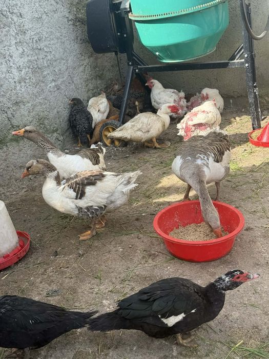 Vând familie de  2 gâște si un gâscan