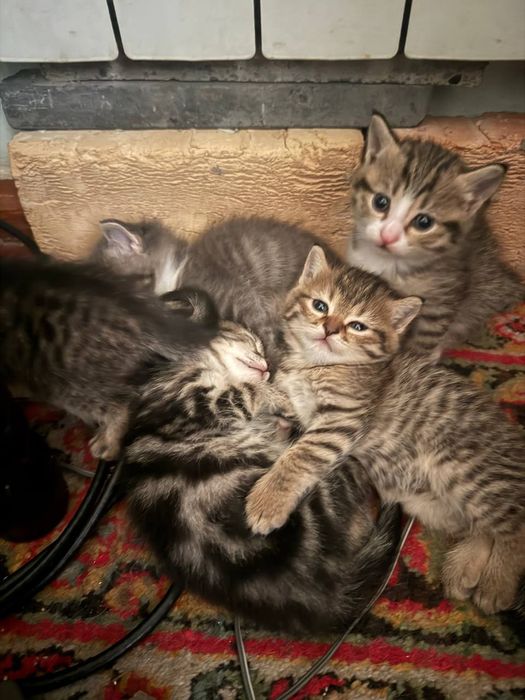 Отдадим в хорошие руки  двухмесячных котят