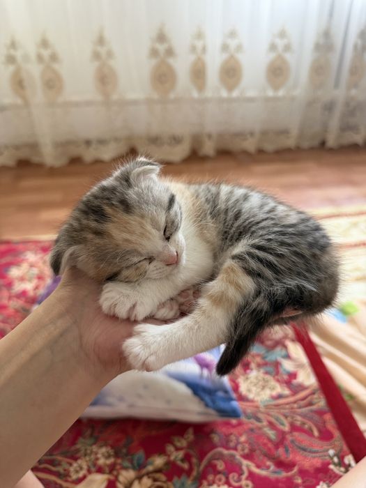 Котёнок вислоухий шотландец
