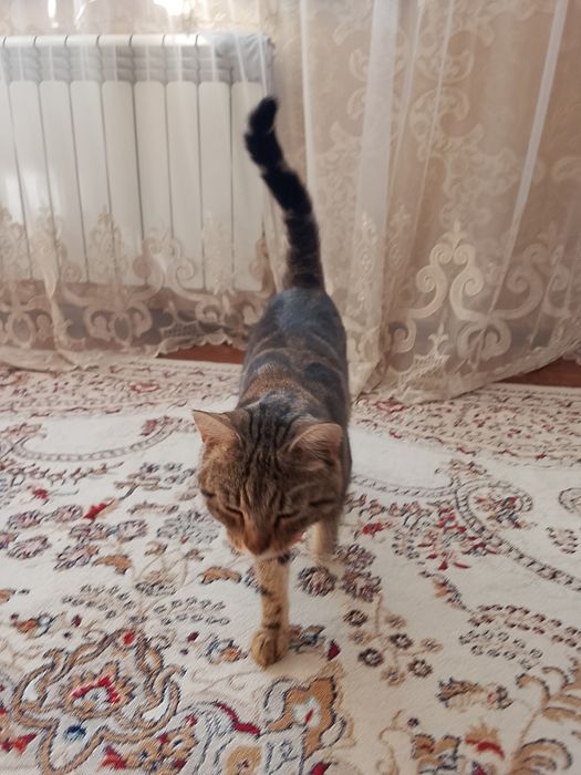 Отдам бесплатно кота