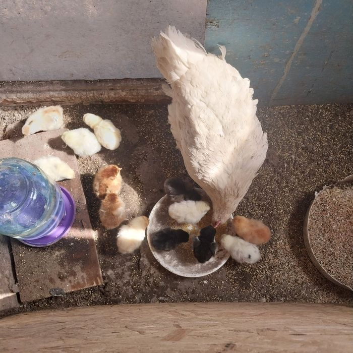 Продам Квочек с цыплятами.