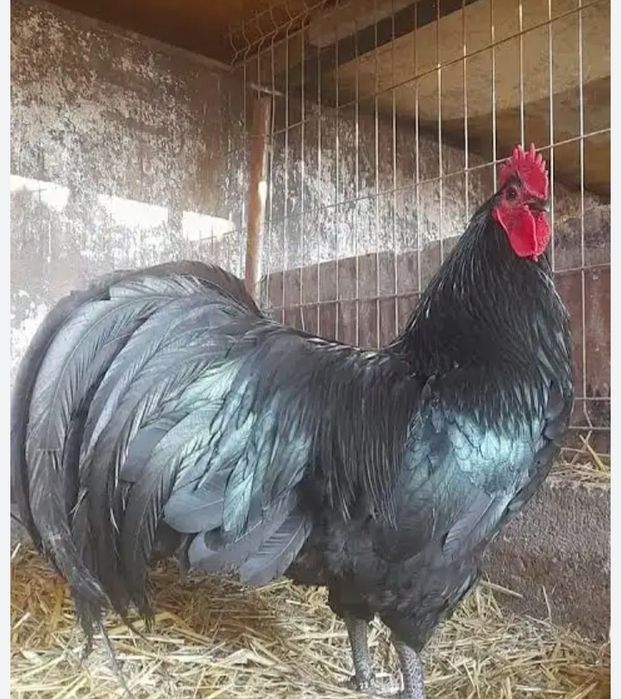 Cocosi  austrolop de vânzare, gâște și rațe  lesesti și americane