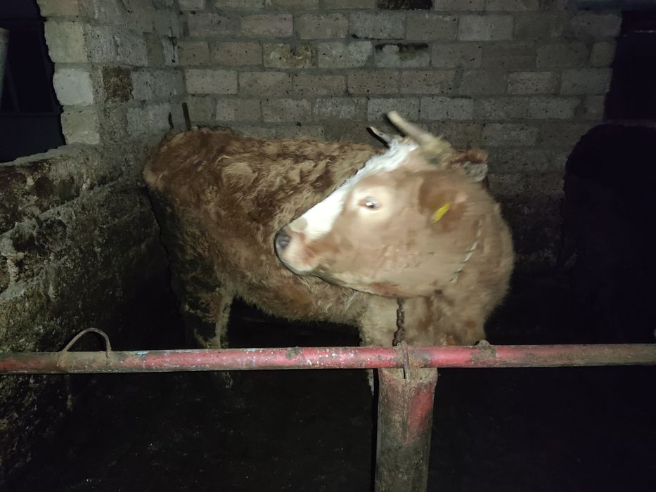 Семиз сойатын сиыр сатылады