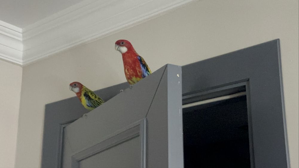 Одна пара розеллы