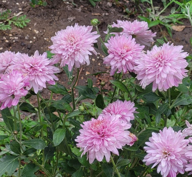 Ц. В. Е. Т. Ы. Хризантема