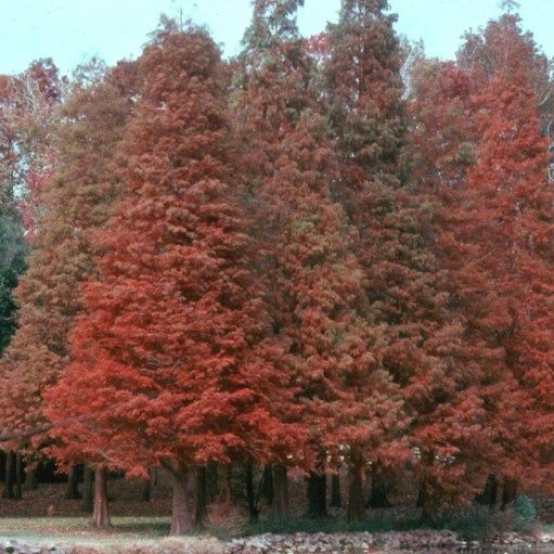 Chiparos de balta (Taxodium distichum)
