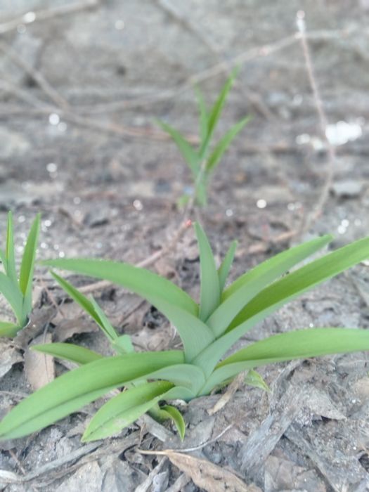 Рассада мяты, ирис, лилией